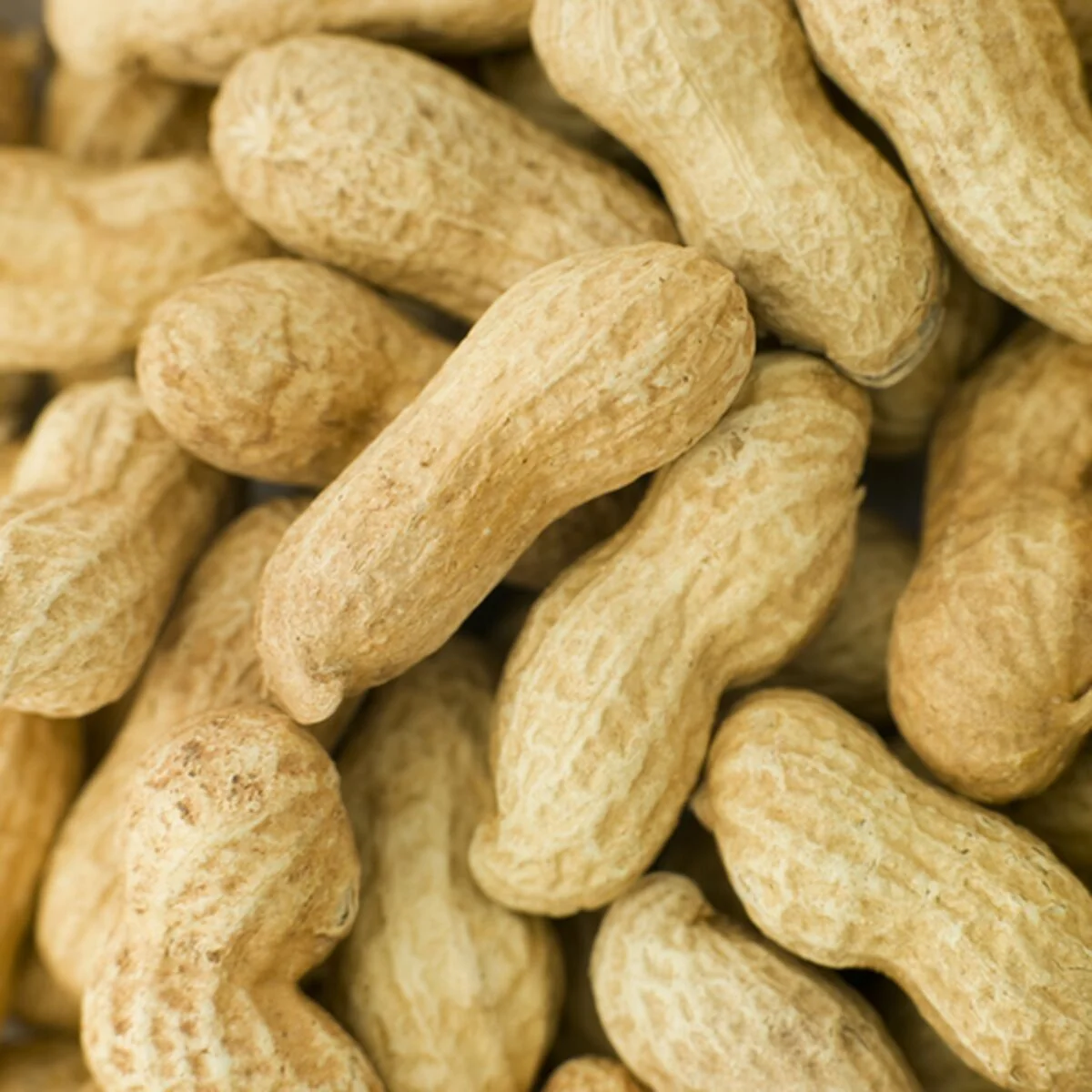 Comida para pájaros Deli Nature Premium 1,6 kg