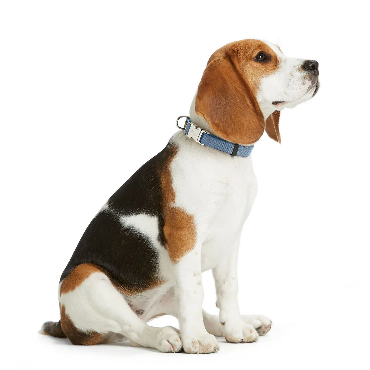 Collar para Perro Hunter VARIO BASIC Azul L 40-55 cm