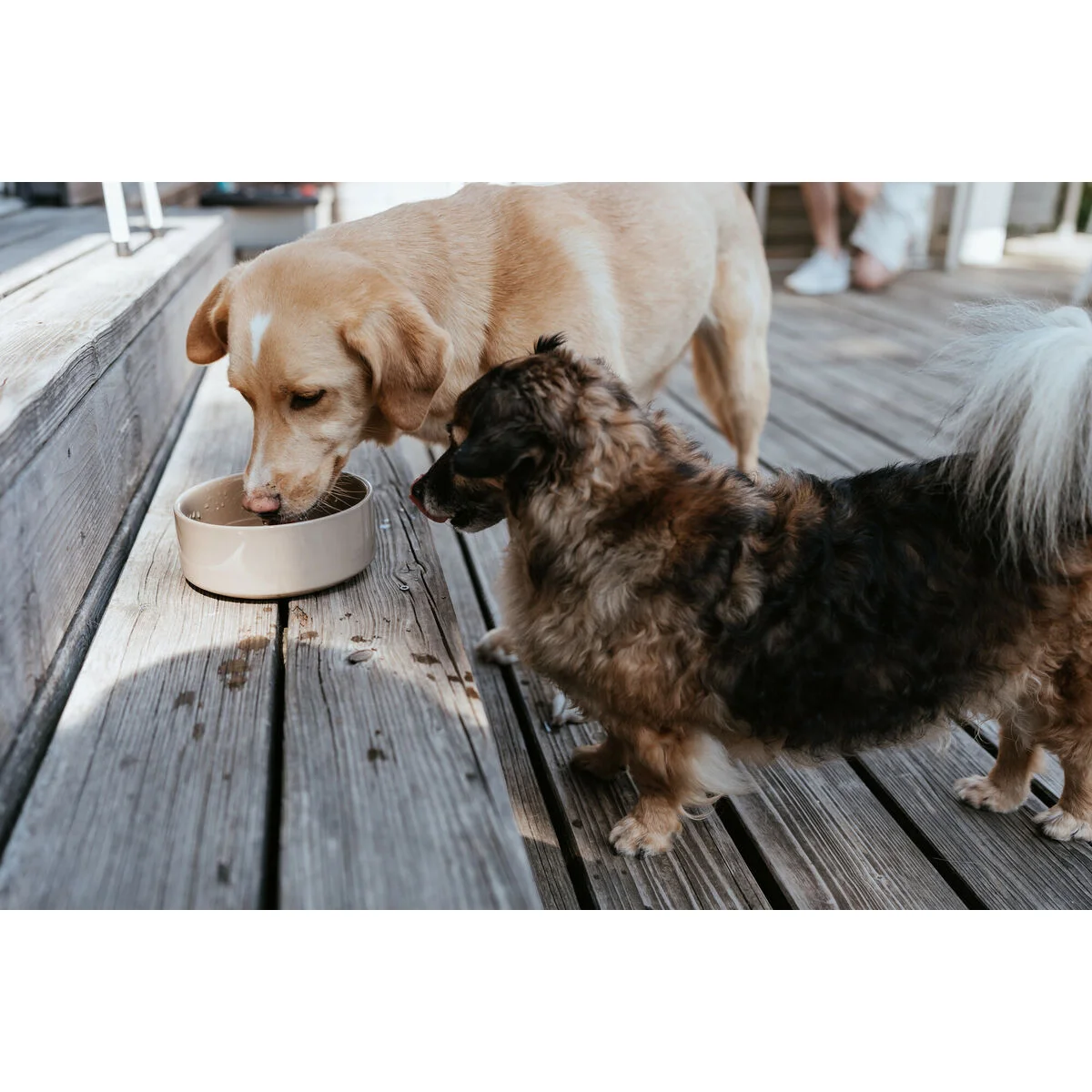 Comedero para Perro Hunter OSBY Beige Cerámica 350 ml