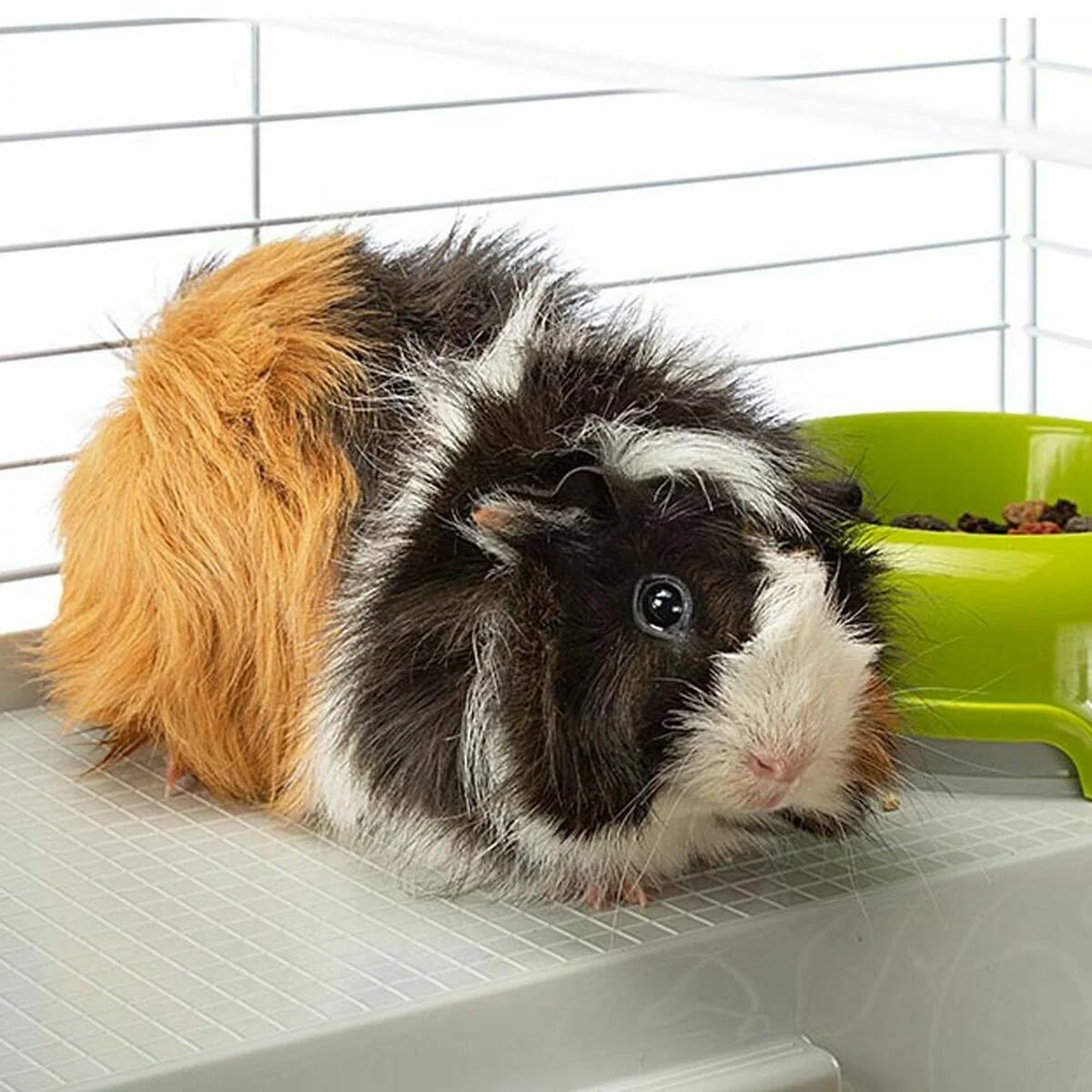 Jaula Ferplast Plástico Metal/Plástico