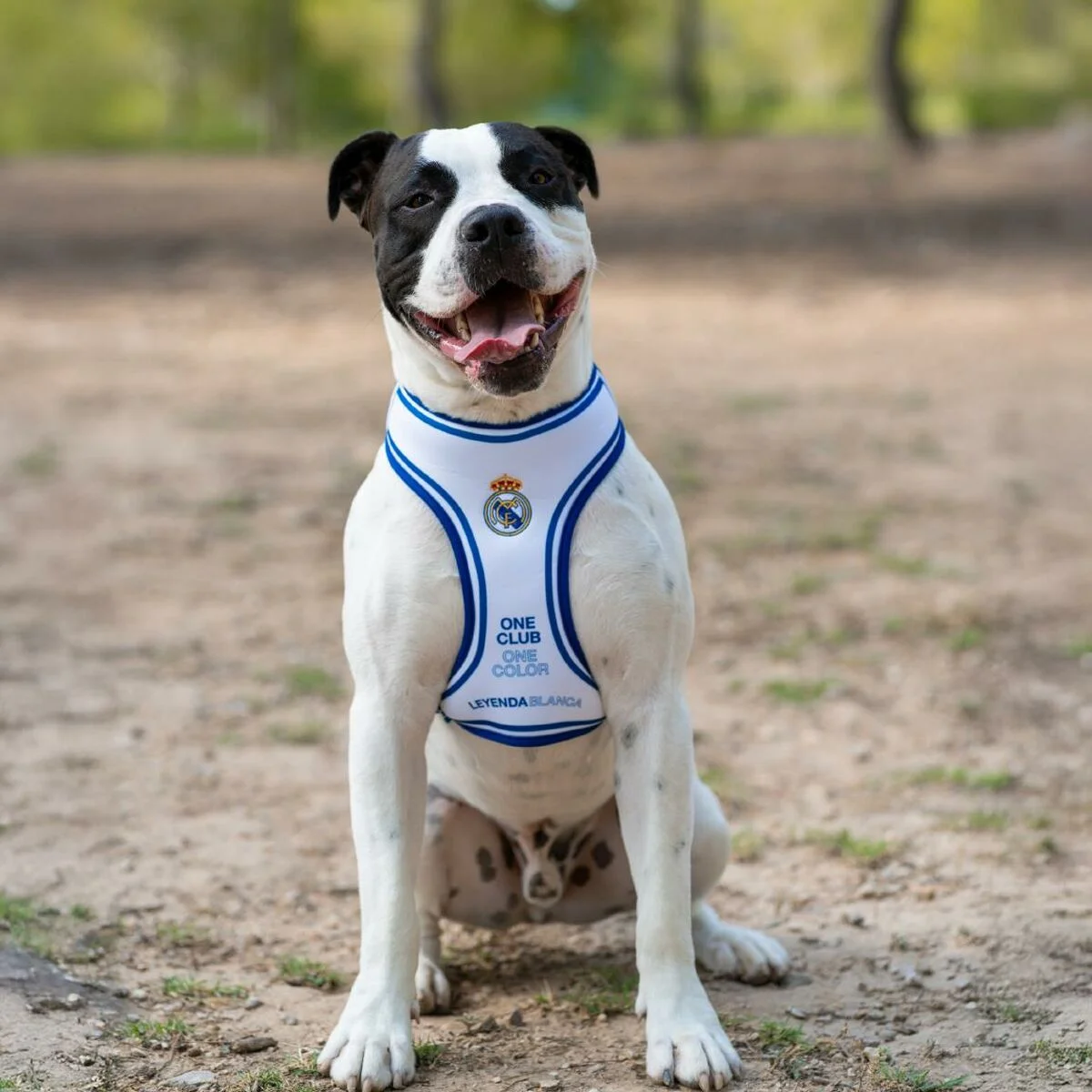Arnés para Perro Real Madrid C.F. Azul M/L