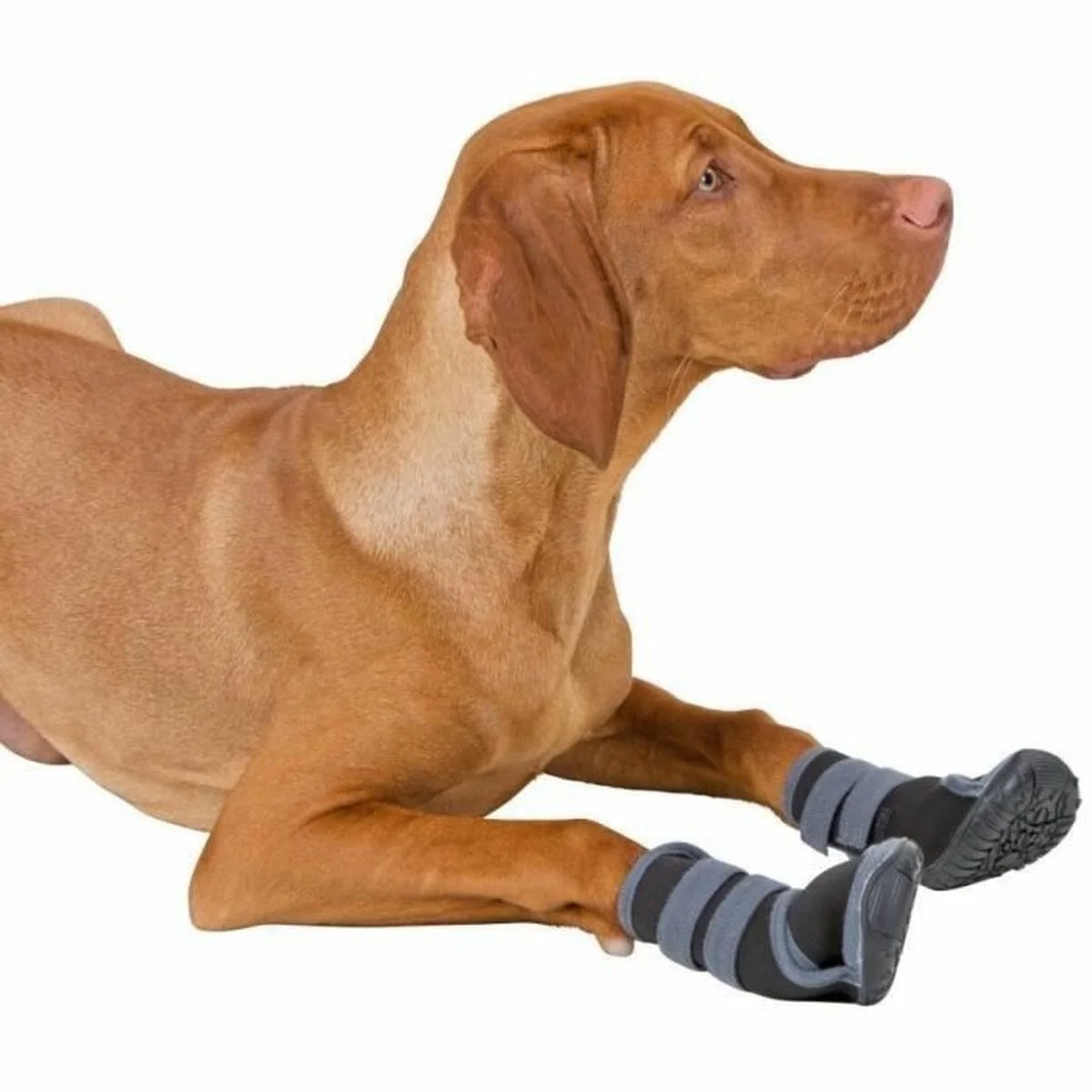 Zapatos para perros Kerbl Negro Gris M