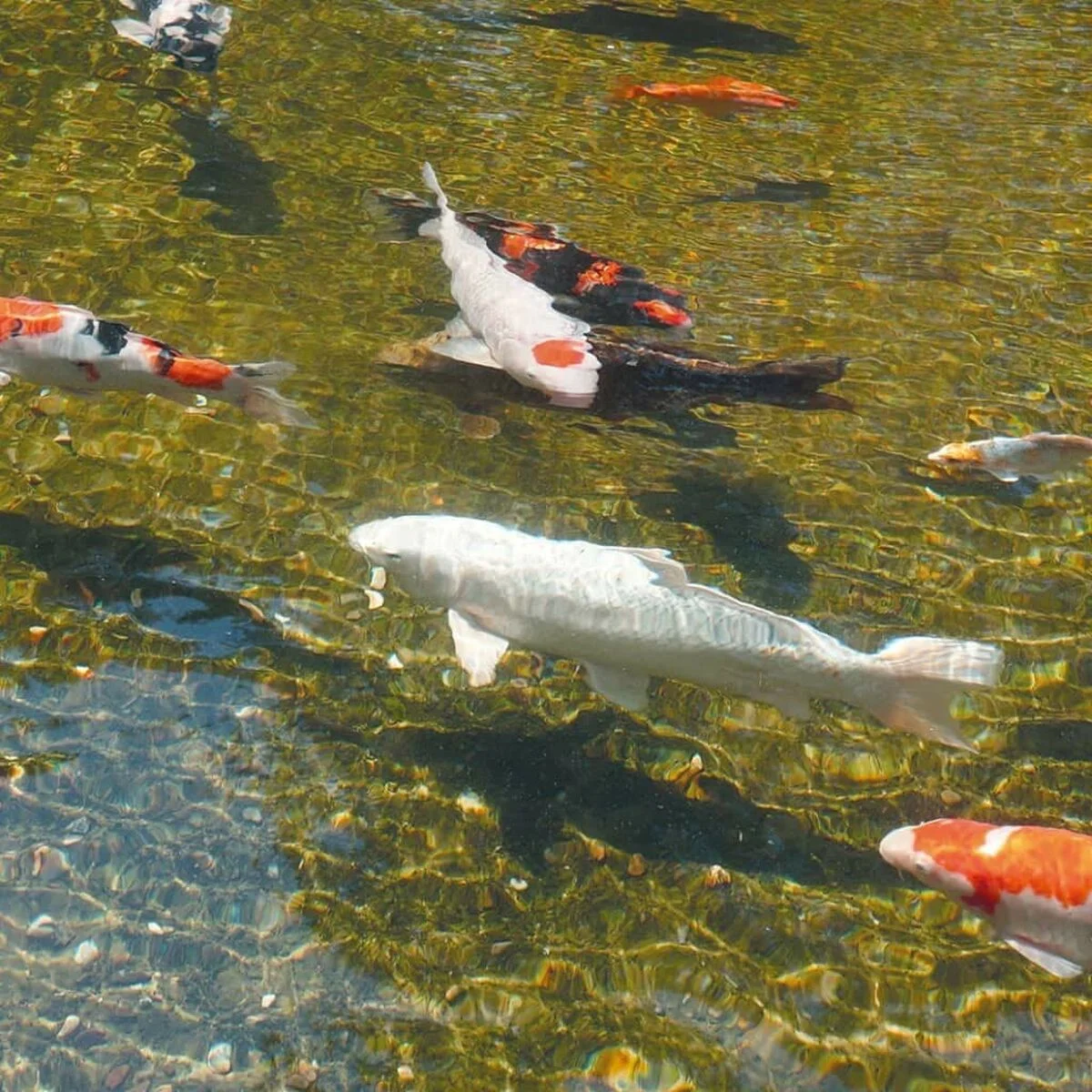 Swimming pool water clarifier Ubbink AlgClear 2500